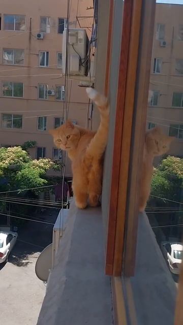 Смешные котики
