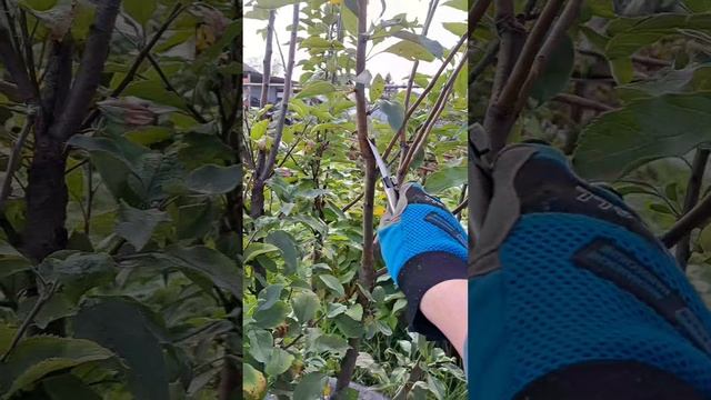 Обрезка яблони