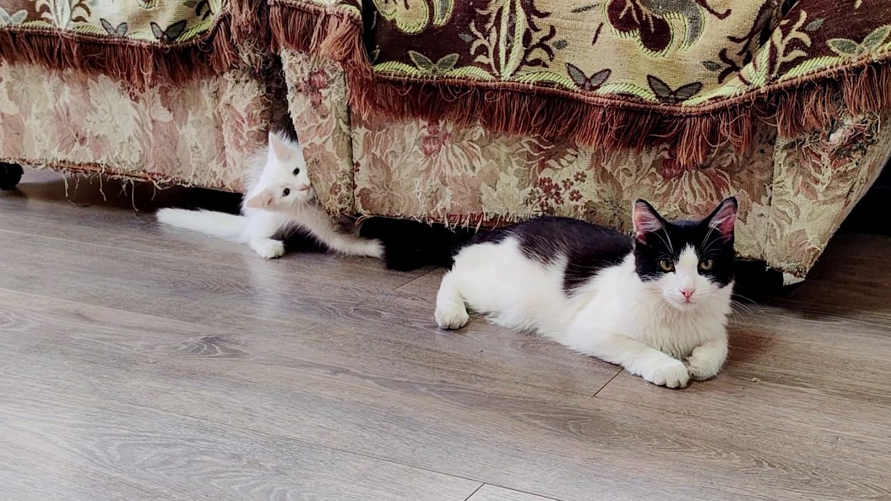 Котята играют