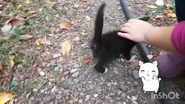 Про котенка. Про мою Варежку. Маленький пушистик. смотреть онлайн