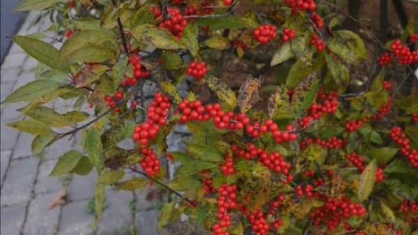 Landscape Plants With Interest