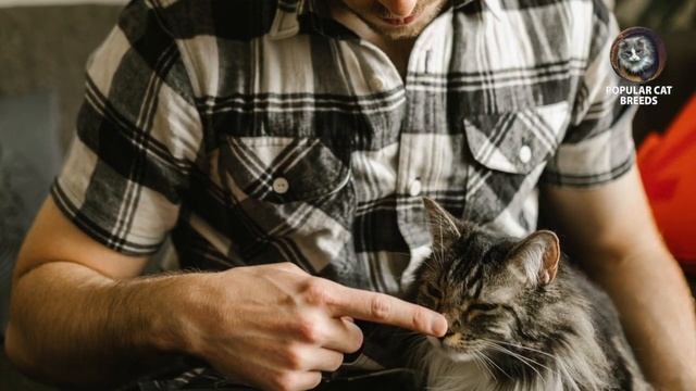 Interesting Facts about popular Cat breeds смотреть онлайн