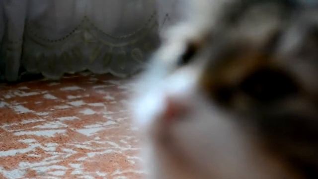 nikon D3100 18-55vr kit test video zoom КОТЭ. =) смотреть онлайн