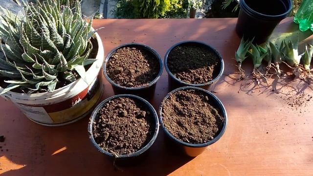 How To Grow Aloe Vera  