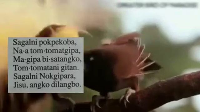 Achik ringani git number 217#mgm momin tv#Garo video #Karo# смотреть онлайн