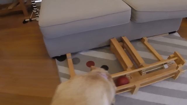 DogCoin Mining by 2 Labradors смотреть онлайн