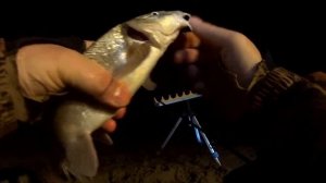 7 насадок на рыбу усач. На что клюет усач. Ловля усача донками на реке.