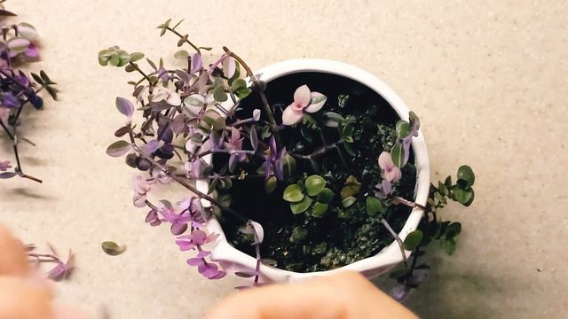 Комнатные растения. Каллизия Пинк Леди. Обрезка. Укоренение. #обзор#комнатныерастения#обрезка смотреть онлайн