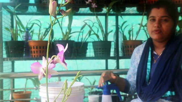 How to Fertilize Orchids ! Orchid Care ! ഓർക്കിഡ് വളപ്രയോഗം. смотреть онлайн