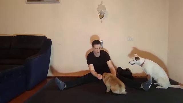 ШПИЦ ПОМЕРАНСКИЙ | ПОМЕРАНСКИЙ ШПИЦ ПОСЛЕ ДРАКИ |  ДРЕССИРОВКА ПОМЕРАНСКОГО ШПИЦА