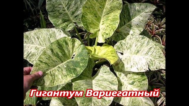 КАТАЛОГ 🌺 ЭКЗОТИЧЕСКИХ ЦВЕТОВ 🌺 2024 год смотреть онлайн