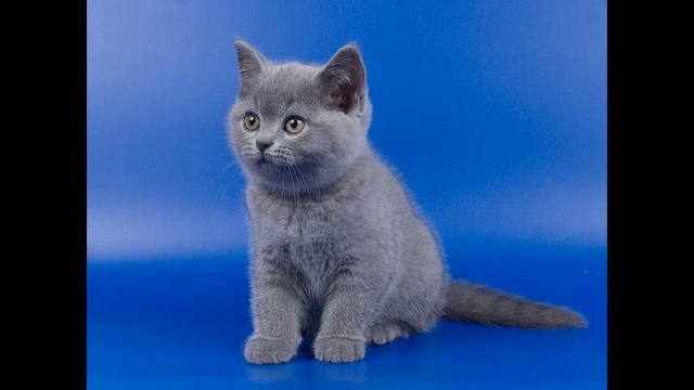 Самые красивые котята британцы Смотрите фото котиков смотреть онлайн