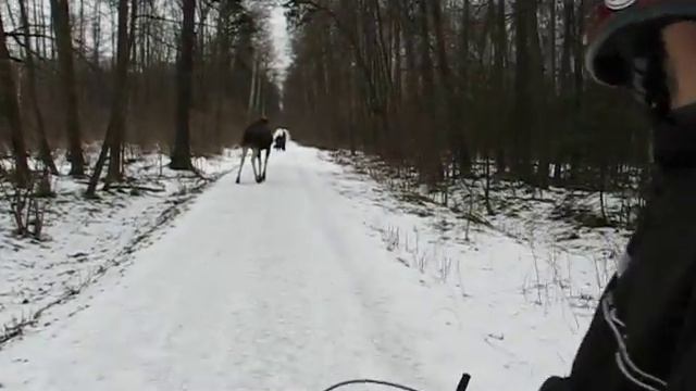 Лось в лосином смотреть онлайн