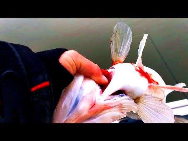 РЫБАЛКА НА СУДАКА В ЗАМОРОЗКИ 2021 ! смотреть онлайн