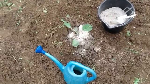 Как избавиться от мошек и слизней на капусте. Уход за капустой.mp4 смотреть онлайн