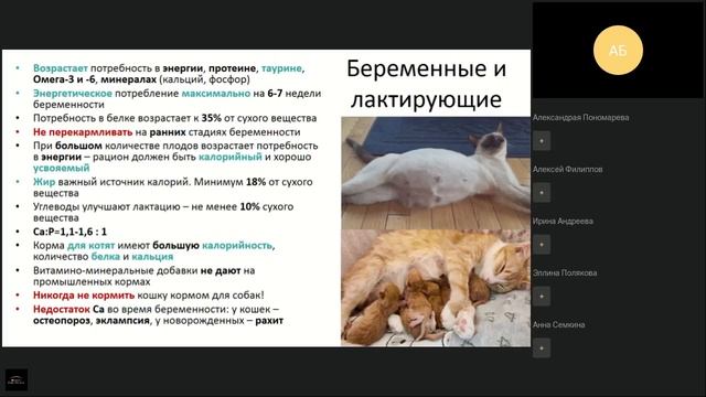1 Диетология Особенности кормления кошек 2 Эктопаразиты собак и кошек методы воздействия на пар смотреть онлайн