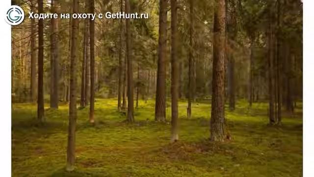Охота в Ярославской области – Борисоглебское охотничье хозяйство ЯООиР охота на лося смотреть онлайн