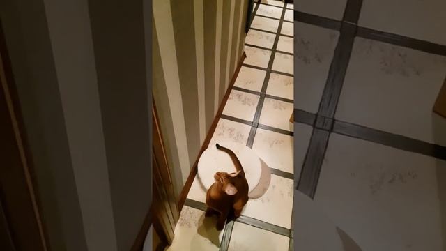 Абиссинский кот Серафим. Движение вверх. Abyssinian cat смотреть онлайн