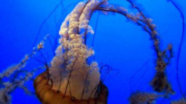 монтерей. аквариум 041 смотреть онлайн