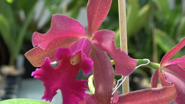Grammatophyllum Scriptum , Cattleya Leopoldii 