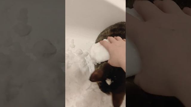 кошка в снеге смотреть онлайн