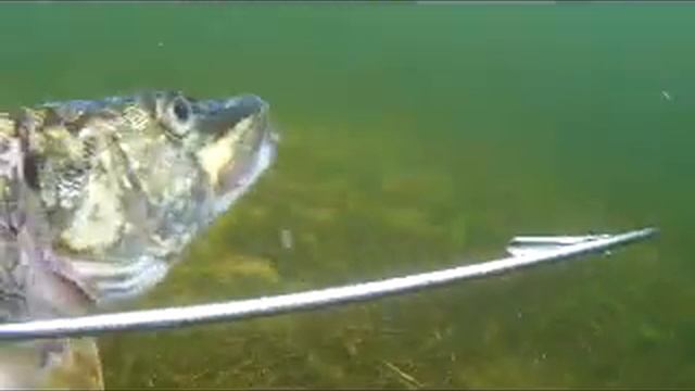 Честер на подводной охоте смотреть онлайн