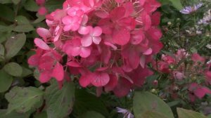 Сравнительный анализ по интенсивности окрашивания. Самарская Лидия и Даймонд Руж.