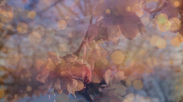 Magical Sakura Flute Meditation| Connect to Nature|Relax, Meditate,Study смотреть онлайн