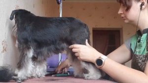 Pet Grooming miniature schnauzer,  Пет Стрижка цвергшнауцера, уход за шерстью миниатюрного шнауцера