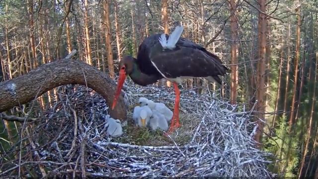 Must-toonekurg~ DANGER! Not suitable for sensitive persons~6:16 pm 2017/06/01 смотреть онлайн