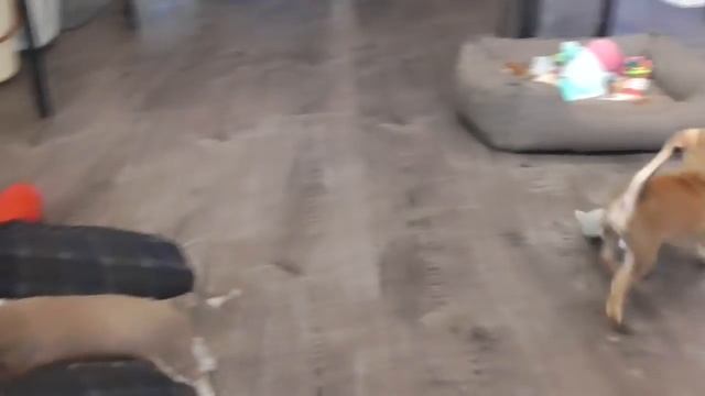 Палевые и Соболиные ЩЕНКИ ЧИХУАХУА