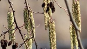 Лечебные свойства ольхи. Лечебные свойства коры, листьев и шишек