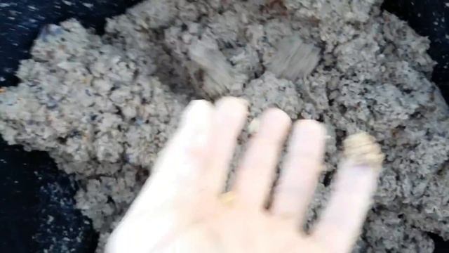 Заготовка семян дикой груши 2016 г. смотреть онлайн