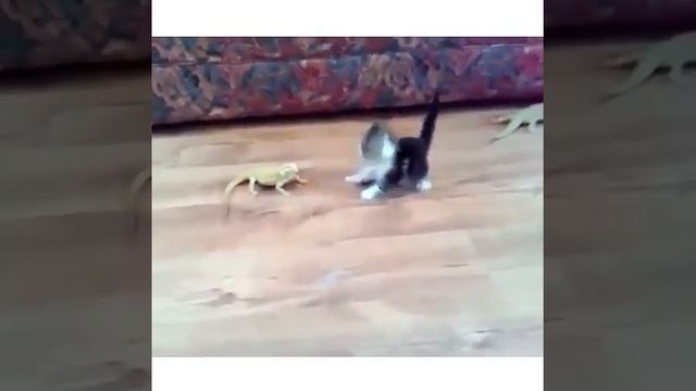 Котенок и ягуана смотреть онлайн
