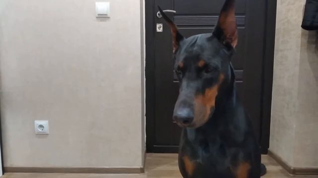 Почему собаки не любят котов. смотреть онлайн