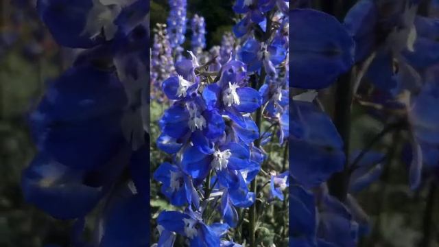 Delphinium ‘Pacific Giants Series’