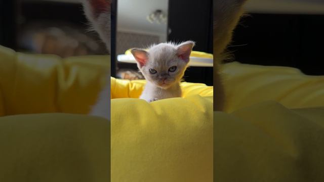 Европейская бурма 💗 #бурма #бурманская #котенок #котята #купитькотенка #котики #кот #кошкавидео смотреть онлайн
