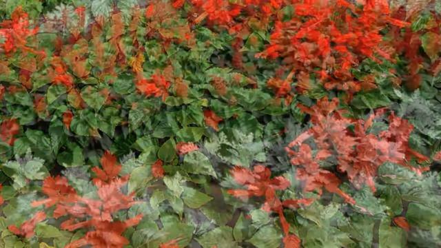 Сальвия блестящая Salvia смотреть онлайн