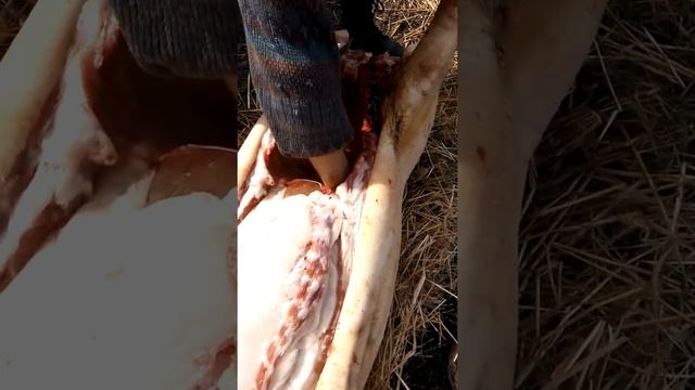 Как разделать тушу свиньи смотреть онлайн