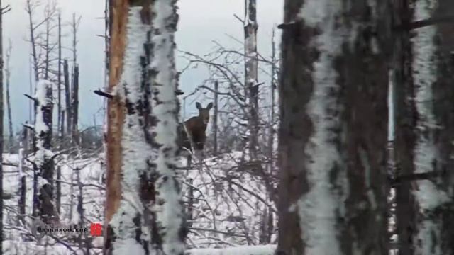 Лоси зимой 2 смотреть онлайн
