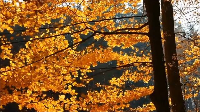 5 ПРИЧИН, ПОЧЕМУ ВЫ НЕ СЛЫШИТЕ ПОСЛАНИЯ ВЫСШИХ СИЛ смотреть онлайн