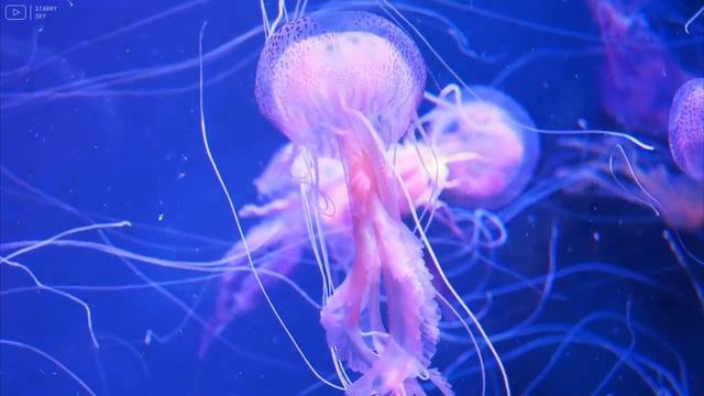 Aquarium 4K VIDEO (ULTRA HD) - Beautiful Coral Reef Fish - Sleep Relaxing Meditation Music смотреть онлайн