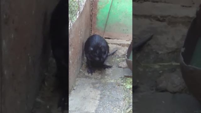 Нутрия моется, прикольно смотреть онлайн