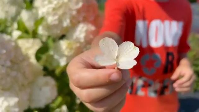 Гортензия Полярный медведь смотреть онлайн