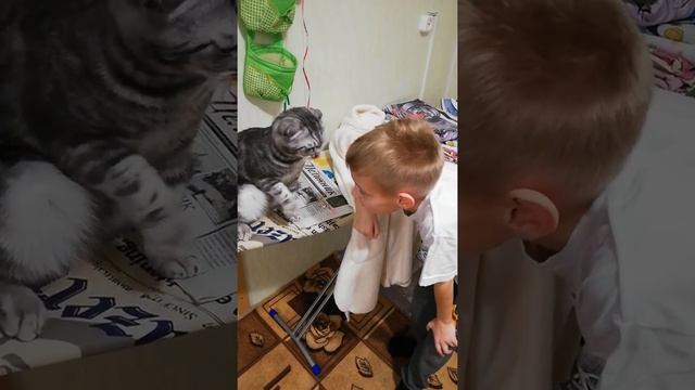 Кот делает прическу смотреть онлайн