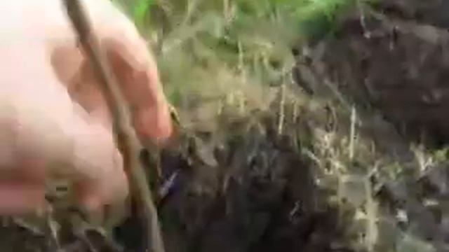 Яблоня дичка смотреть онлайн