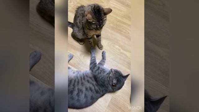 Приют для кошек. Посмотрите как они живут в приюте!