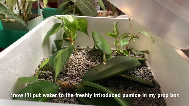 Unrooted/rooted cuttings prep |propagation ready| ft Hoyas, scindapsus and philo brazil смотреть онлайн