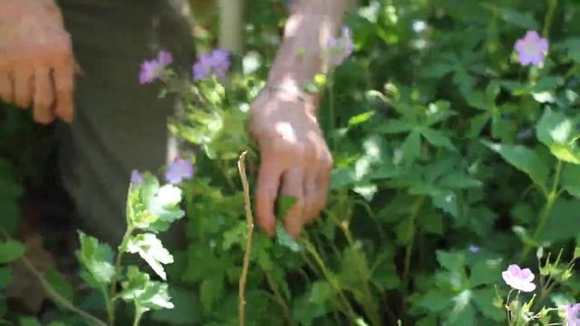 Geranium maculatum (Wild Geranium) смотреть онлайн
