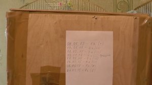 Что делать если попугаи кореллы не высиживают яйца. Бросили кладку 2